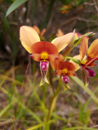 Diuris jonesii, photographed by Em Lamond