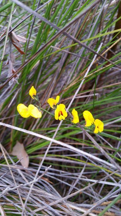 Sphaerolobium alatum, photographed by Em Lamond