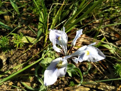 Moraea ciliata, photographed by De Waal Hugo