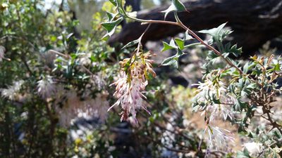 Grevillea tenuiflora, photographed by Em Lamond