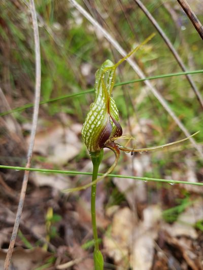Pterostylis barbata, photographed by Em Lamond