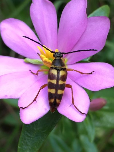 Sabatia capitata, photographed by Hill Craddock
