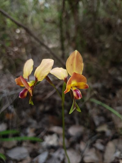 Diuris jonesii, photographed by Em Lamond