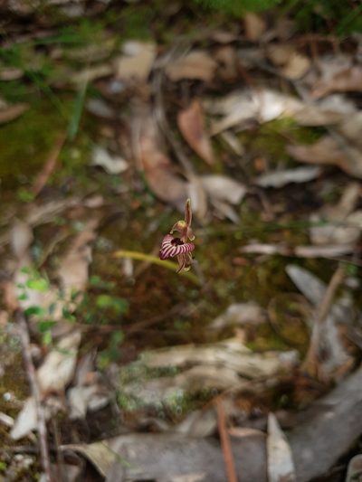 Caladenia cairnsiana, photographed by Em Lamond