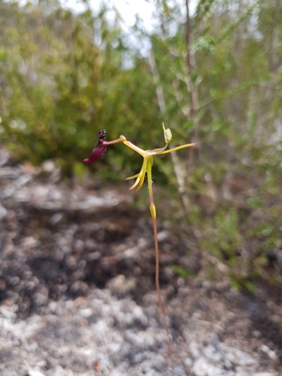 Drakaea thynniphila, photographed by Em Lamond