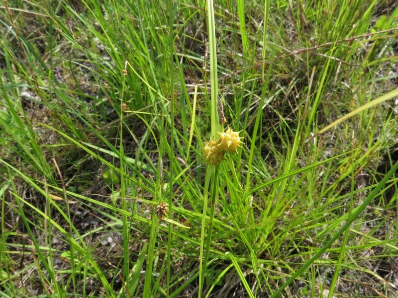 Carex lutea, photographed by Evan M. Raskin