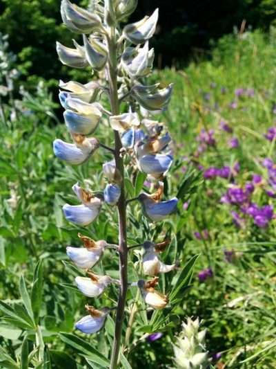 Lupinus albicaulis, photographed by kweitemier