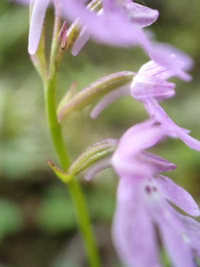 Hemipilia faberi, photographed by zhangshen