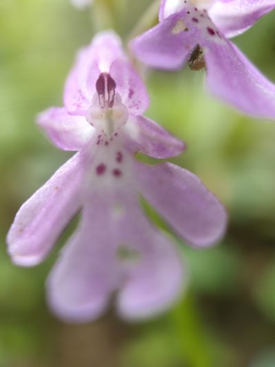 Hemipilia faberi, photographed by zhangshen