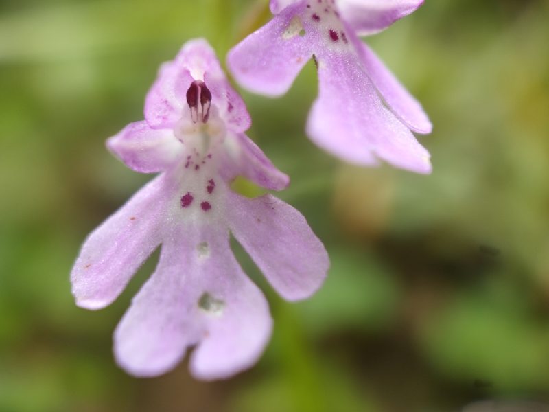 Hemipilia faberi, photographed by zhangshen