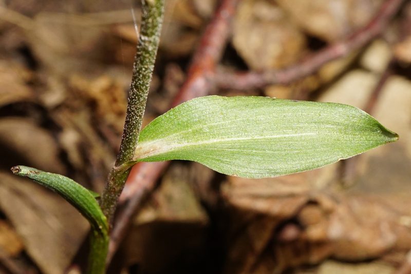 Epipactis microphylla, photographed by Patrick Hacker