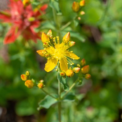 Hypericum scouleri, photographed by Dominic Gentilcore