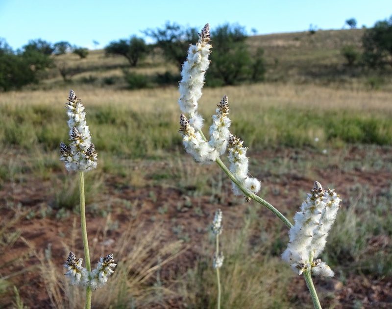 Froelichia arizonica, photographed by Andrew Tree