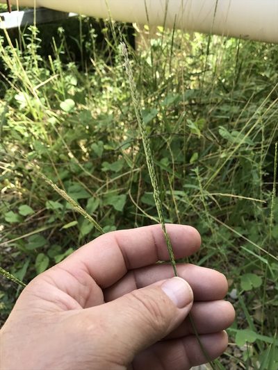 Eriochloa contracta, photographed by lanechaffin