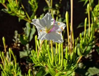 Mirabilis longiflora, photographed by Andrew Tree