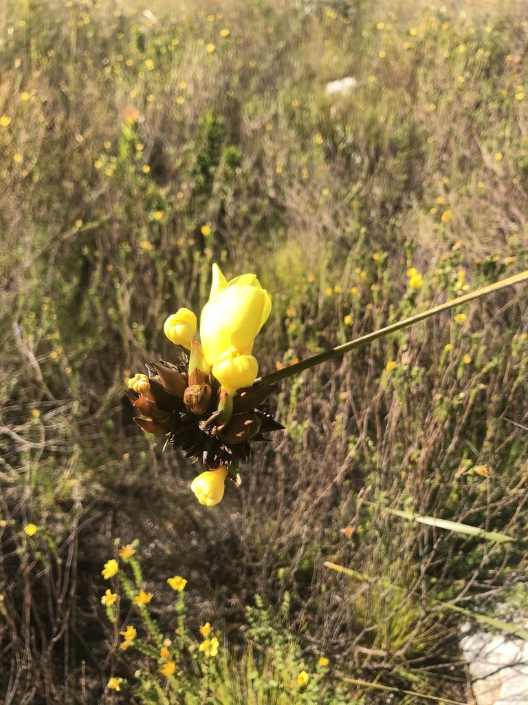 Bobartia anceps, photographed by Sean Privett