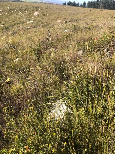 Bobartia anceps, photographed by Sean Privett