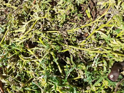Lepidium coronopus, photographed by Robert H. Wardell
