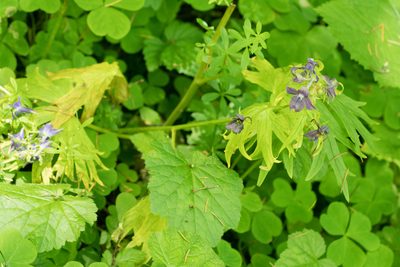 Delphinium trolliifolium, photographed by Jesse Rorabaugh