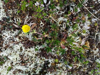 Potentilla crantzii, photographed by Jens-Christian Svenning