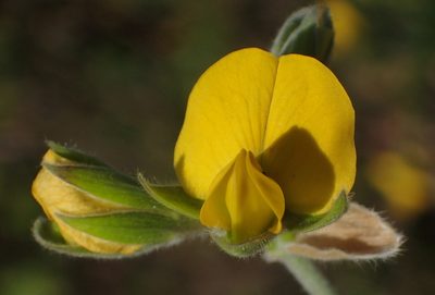 Rhynchosia chrysoscias, photographed by Nicola van Berkel