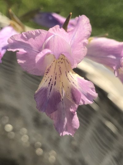 Gladiolus mutabilis, photographed by Sean Privett