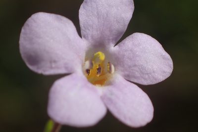 Chaenostoma polyanthum, photographed by Nicola van Berkel