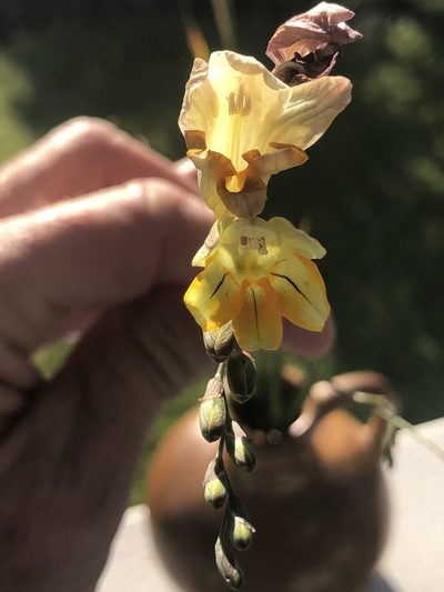 Freesia fergusoniae, photographed by Sean Privett