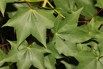 Acer cappadocicum, photographed by Stephen James McWilliam