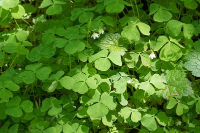 Oxalis trilliifolia, photographed by Jesse Rorabaugh