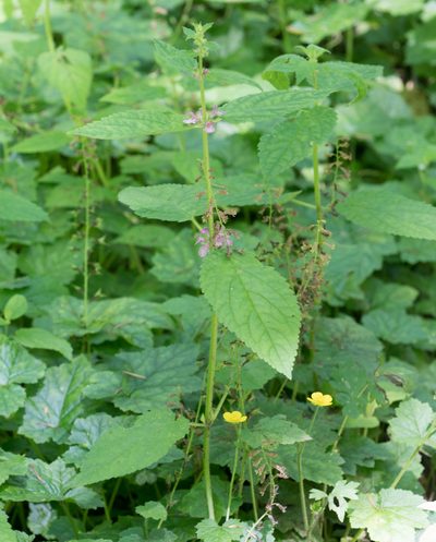 Stachys mexicana, photographed by Jesse Rorabaugh