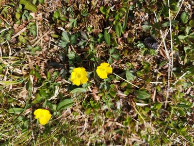Ranunculus nivalis, photographed by Jens-Christian Svenning