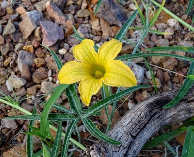 Cucurbita digitata, photographed by Andrew Tree