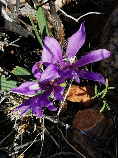 Babiana cuneata, photographed by Kai.Munting.Tankwa