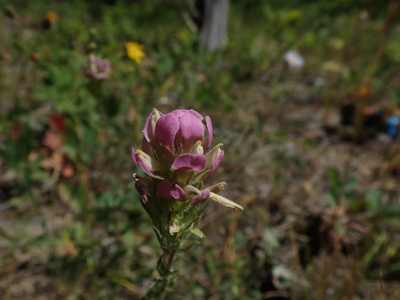 Orthocarpus tenuifolius, photographed by Mitch Van Dyke
