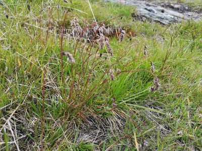 Luzula spicata, photographed by Jens-Christian Svenning