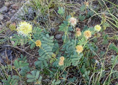 Desmanthus cooleyi, photographed by Andrew Tree