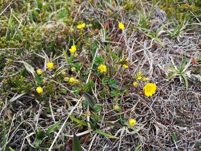 Potentilla crantzii, photographed by Jens-Christian Svenning