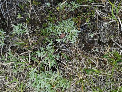 Gnaphalium supinum, photographed by Jens-Christian Svenning