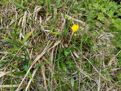 Ranunculus nivalis, photographed by Jens-Christian Svenning