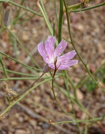 Stephanomeria thurberi, photographed by Andrew Tree