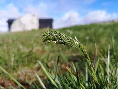 Poa alpina, photographed by Jens-Christian Svenning