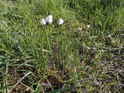 Eriophorum scheuchzeri, photographed by Jens-Christian Svenning