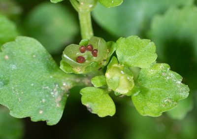 Chrysosplenium glechomifolium, photographed by Jesse Rorabaugh