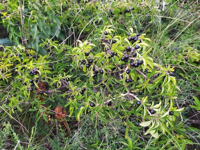 Rhamnus saxatilis, photographed by carnifex