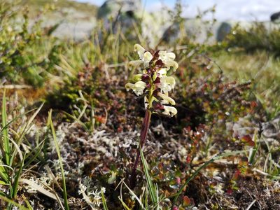 Pedicularis lapponica, photographed by Jens-Christian Svenning
