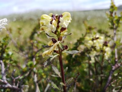 Pedicularis lapponica, photographed by Jens-Christian Svenning