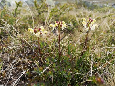 Pedicularis lapponica, photographed by Jens-Christian Svenning