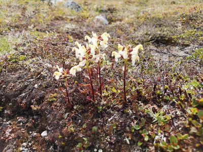 Pedicularis lapponica, photographed by Jens-Christian Svenning
