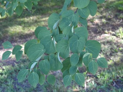 Cercidiphyllum japonicum, photographed by Navin Sasikumar